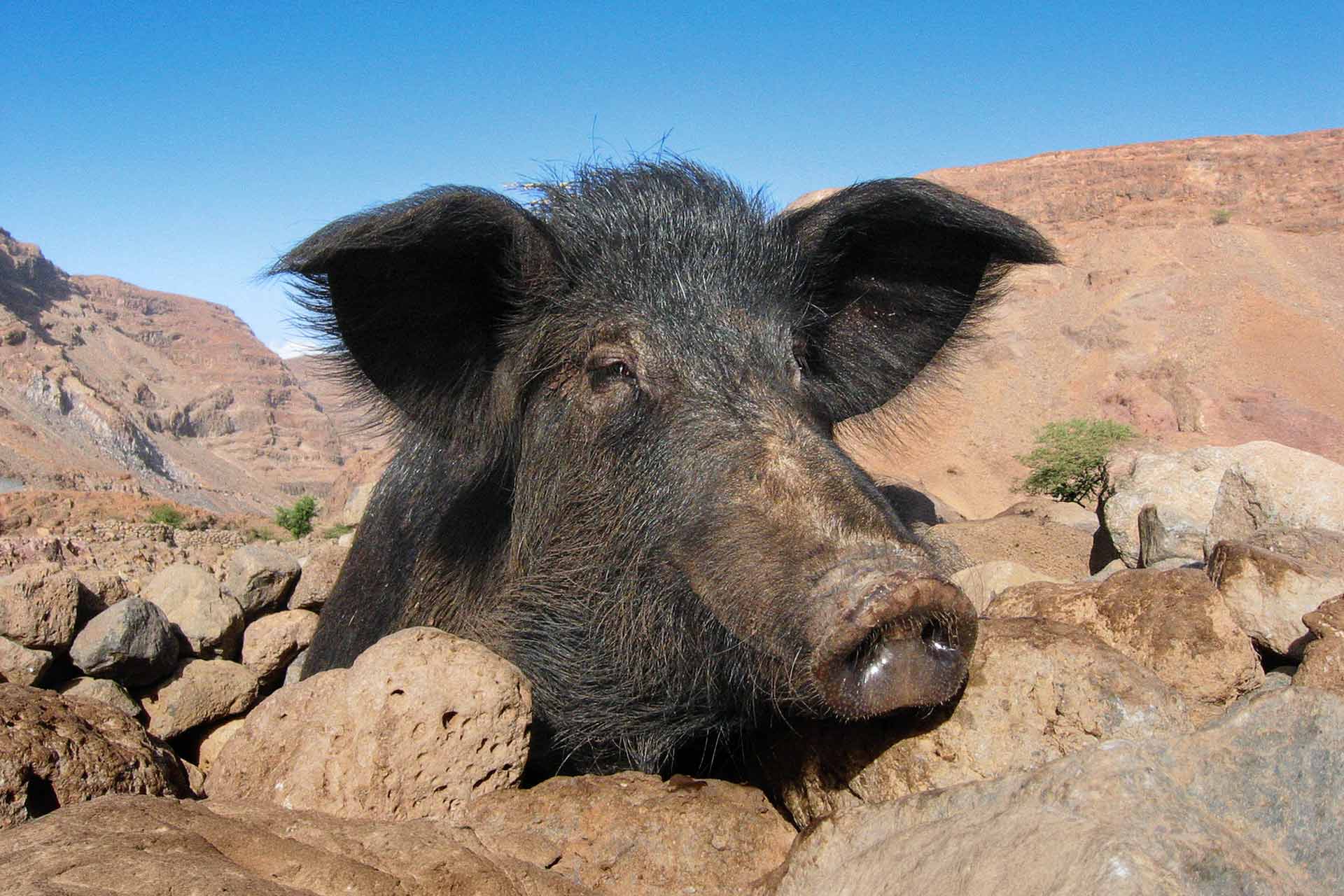 Portrait porc Sao Nicolao, Cap Vert. Photo animalière