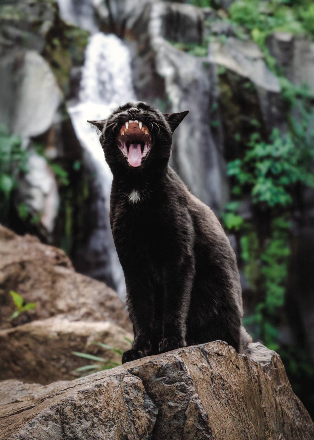 Portrait chat à la Réunion. Photo animalière